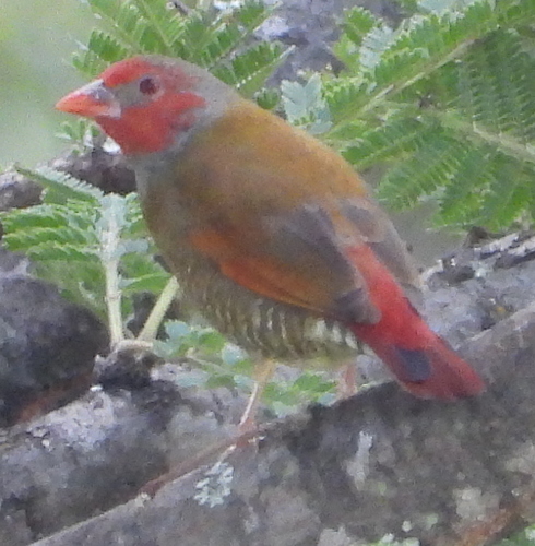 Orange-winged Pytilia (Pytilia afra)