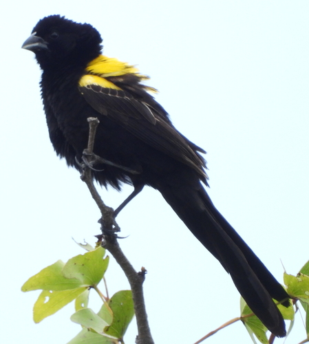 Yellow-mantled Widowbird (Euplectes macroura), photo 2