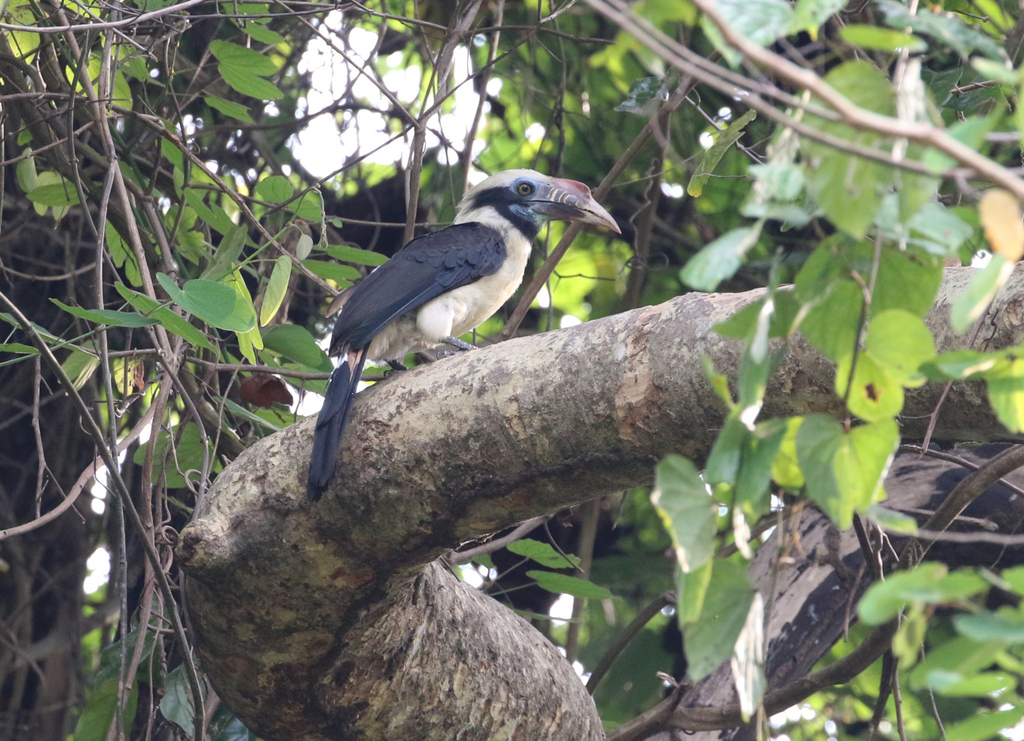 Mindoro Hornbill