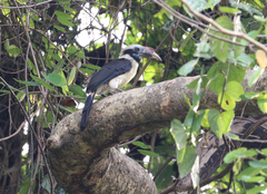 Mindoro Hornbill photo 1