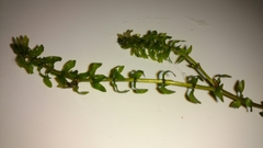 Elodea canadensis