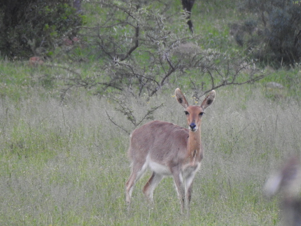 Redunca fulvorufula fulvorufula, Chris Hani District Municipality, South Africa, by katewebster