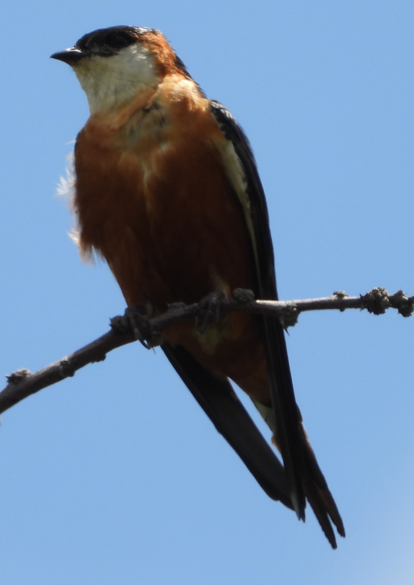 Mosque Swallow (Cecropis senegalensis), photo 3