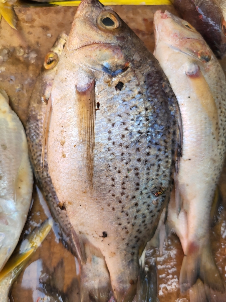 Perotet's grunt (Pomadasys perotaei) — Haemulidae