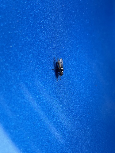 iNaturalist observation photo of Muscoid Flies