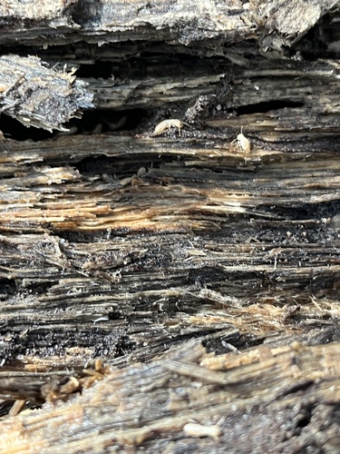 iNaturalist observation photo of Termites