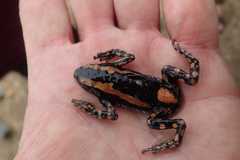 Phrynomantis bifasciatus