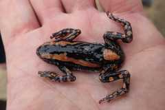 Phrynomantis bifasciatus