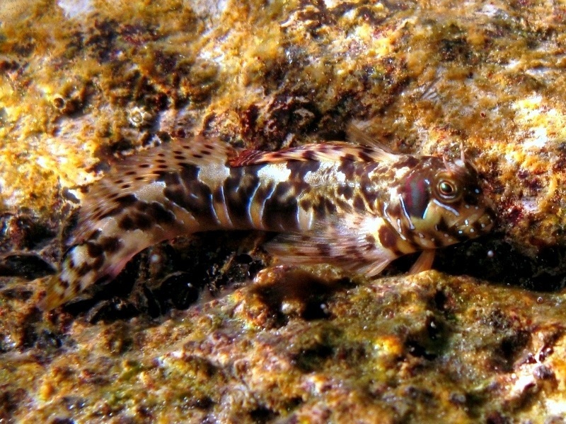 Aidablennius