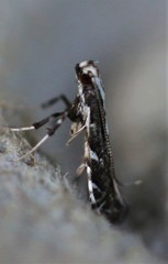 Leucospilapteryx venustella