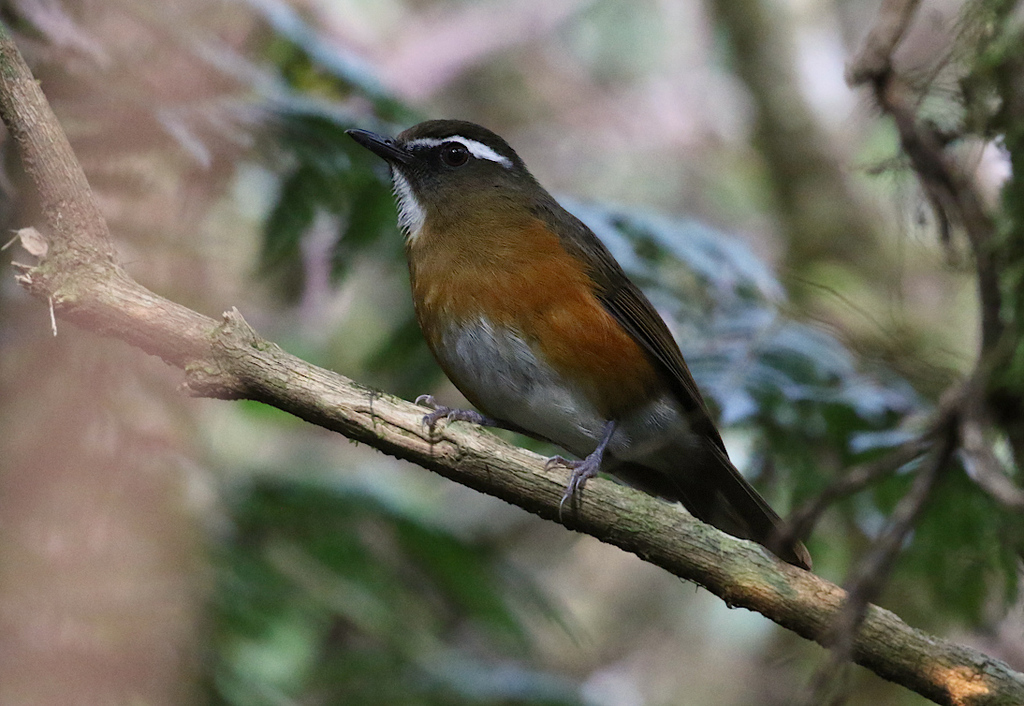 Rusty-flanked Jungle Flycatcher (Vauriella insignis) photo