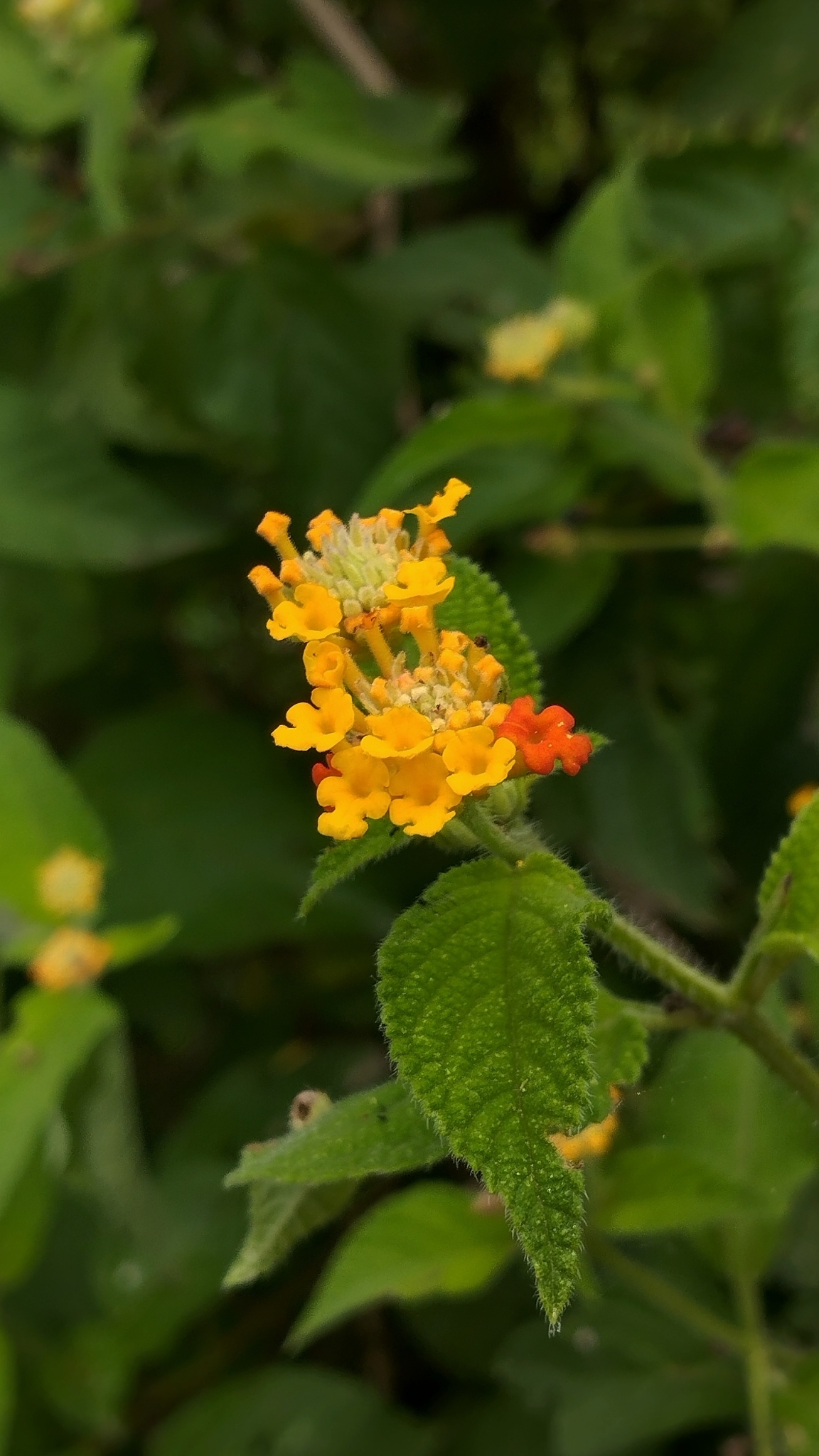Lantana camara
