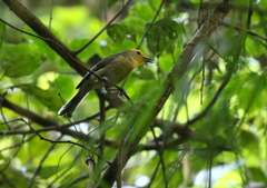 Golden-Crowned Babbler photo 1