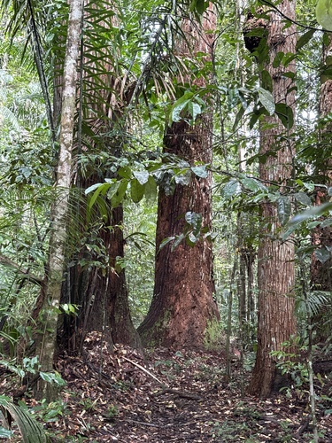 Cedrelinga cateniformis