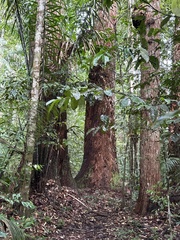Cedrelinga cateniformis