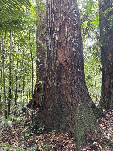 Cedrelinga cateniformis, photograph 2
