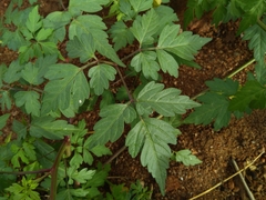 Cardiospermum halicacabum