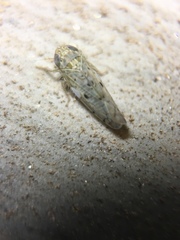 Atanus perspicillatus