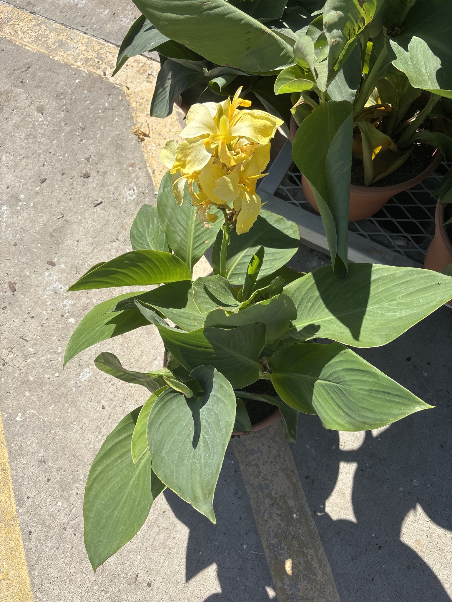 Imagem de Biri-amarelo