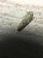 Atanus perspicillatus