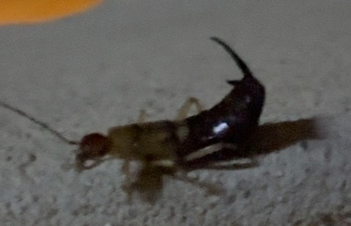 Desert Earwig