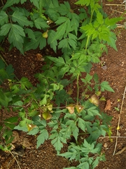 Cardiospermum halicacabum