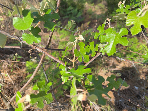 Image of Vitis shuttleworthii by no rights reserved
