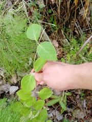 Lonicera caprifolium