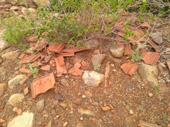 Cardiospermum halicacabum