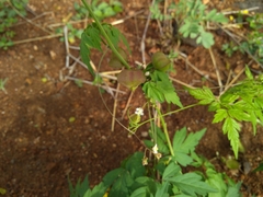 Cardiospermum halicacabum