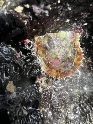 Pinctada margaritifera observed 2025-03-04