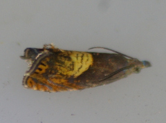 Dichrorampha bittana