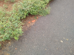 Cardiospermum halicacabum