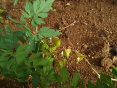 Cardiospermum halicacabum