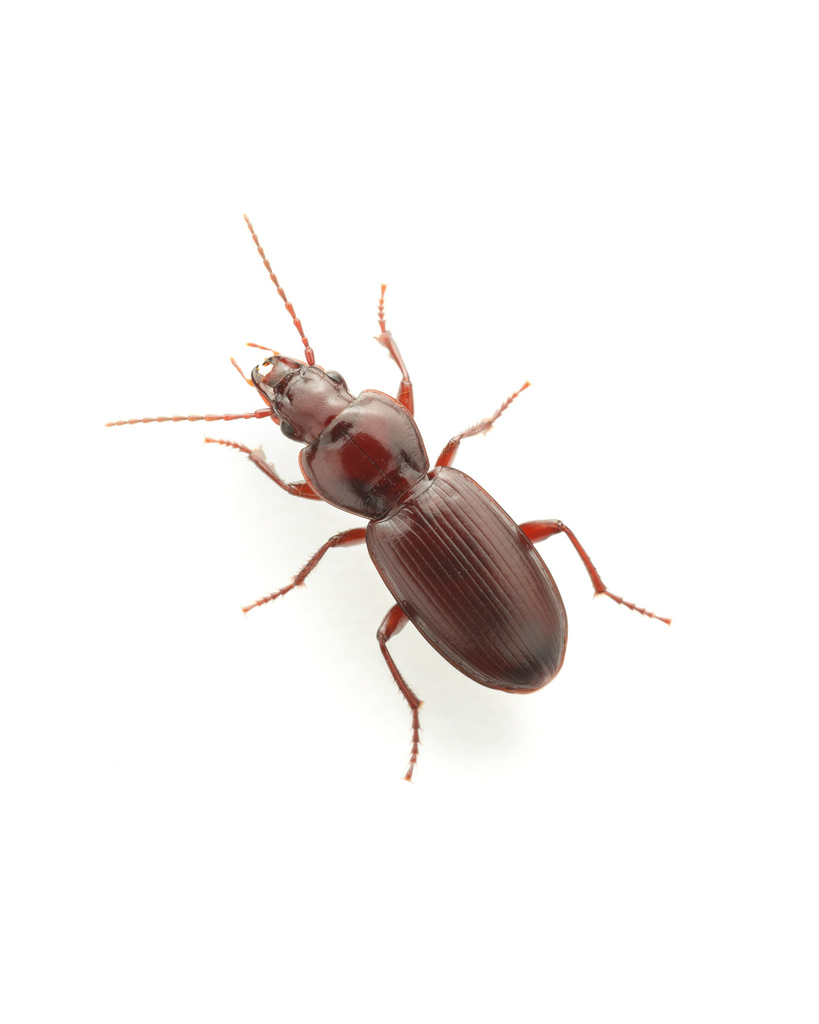 Pterostichus inermis