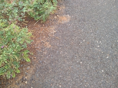 Cardiospermum halicacabum