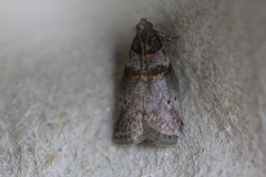 Acrobasis caryae