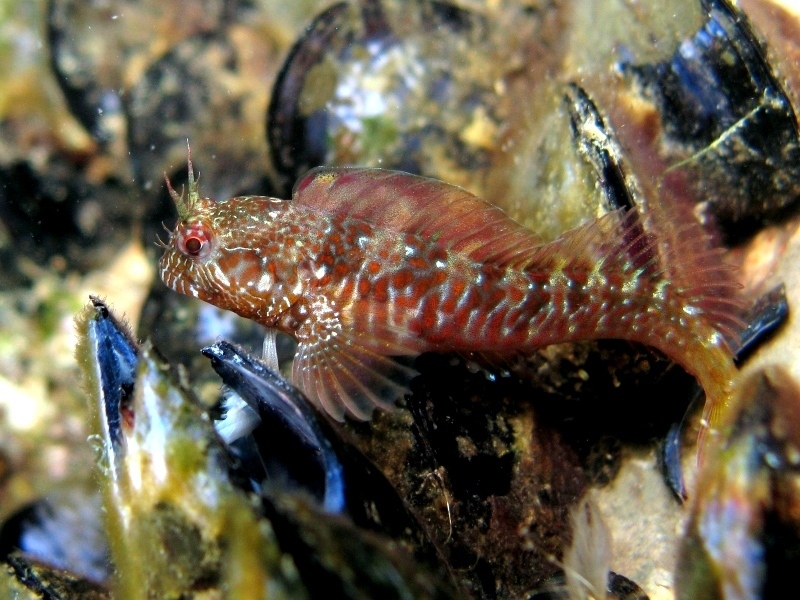 Mystery Blenny