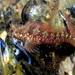 Mystery Blenny - Photo (c) Roberto Pillon, some rights reserved (CC BY)