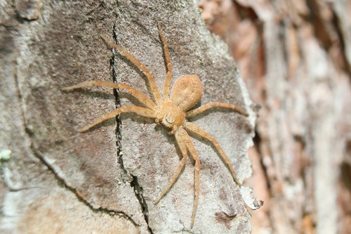 Philodromus fuscomarginatus
