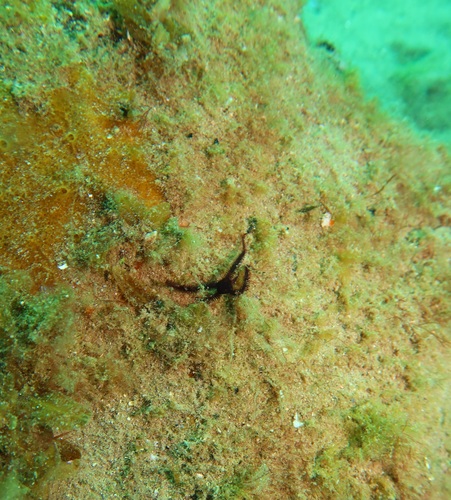 Clarkcoma canaliculata observed 2025-03-15