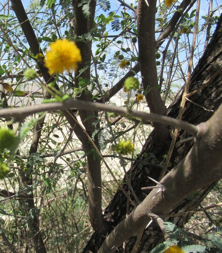 Vachellia farnesiana