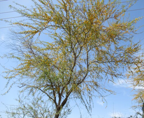 Vachellia farnesiana