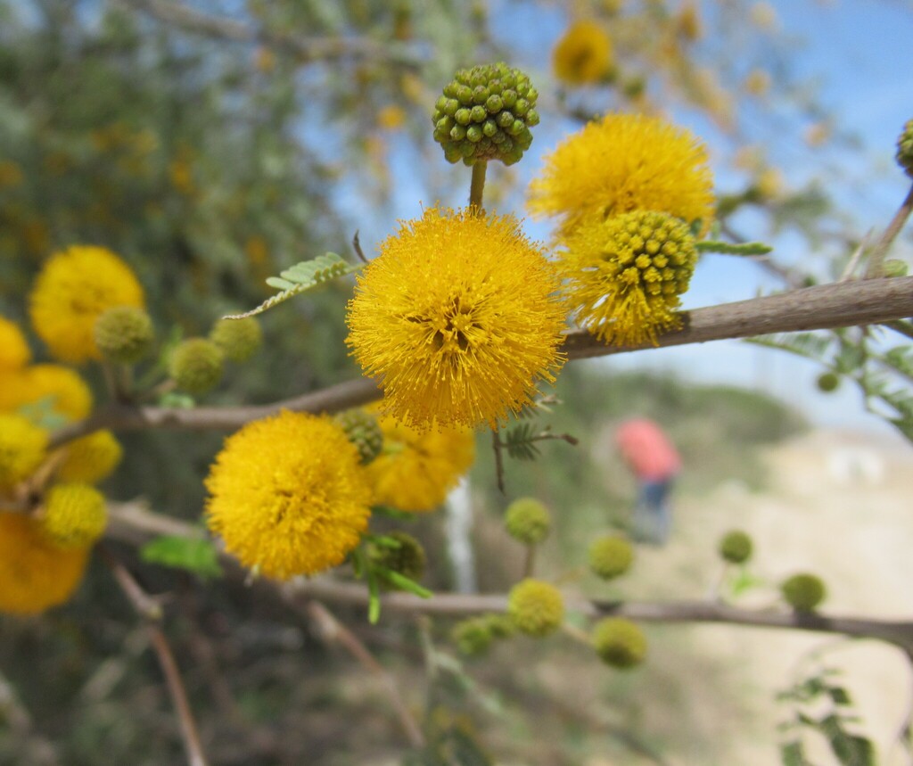 Vachellia farnesiana, Hwy 77, Quail Creek, Victoria County, TX, USA
