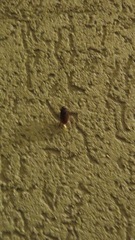 Maladera holosericea