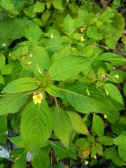 Impatiens parviflora