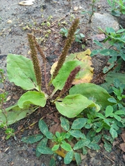 Plantago major