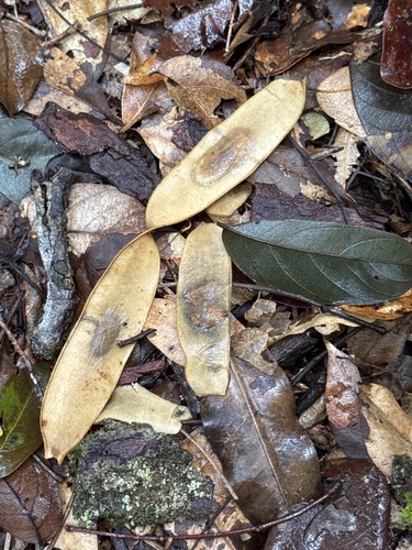 Cedrelinga cateniformis, photograph 4