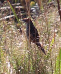 Sphenoeacus afer afer