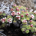 Saxifraga andersonii - Photo (c) Suresh Ghimire, some rights reserved (CC BY-NC), uploaded by Suresh Ghimire